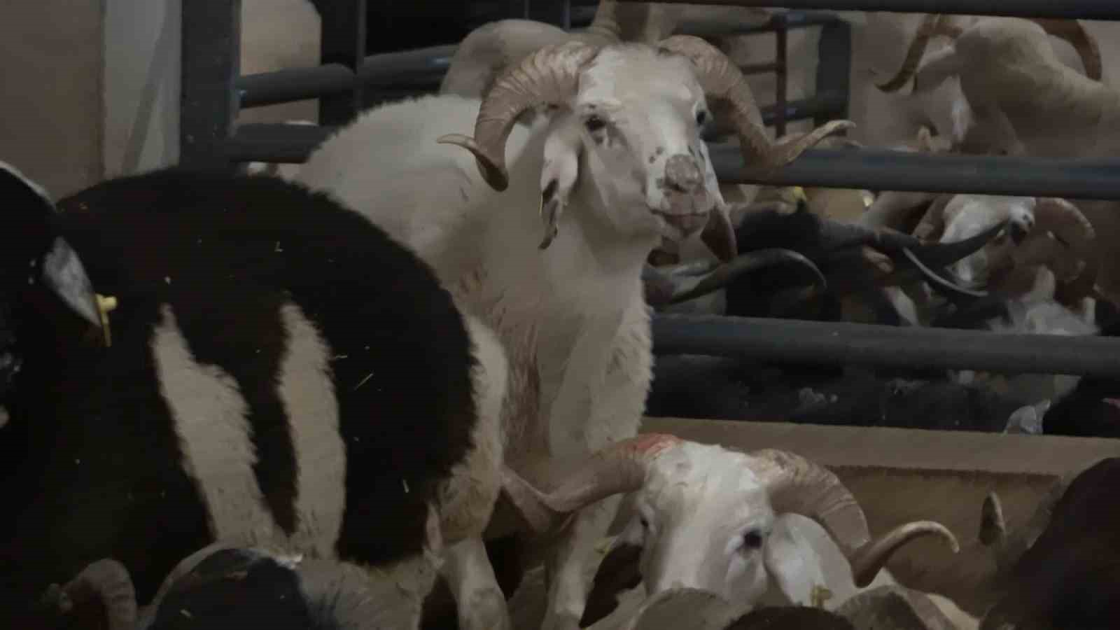 Bursa’da koyunlarla ’koyun koyuna’ nöbet 
