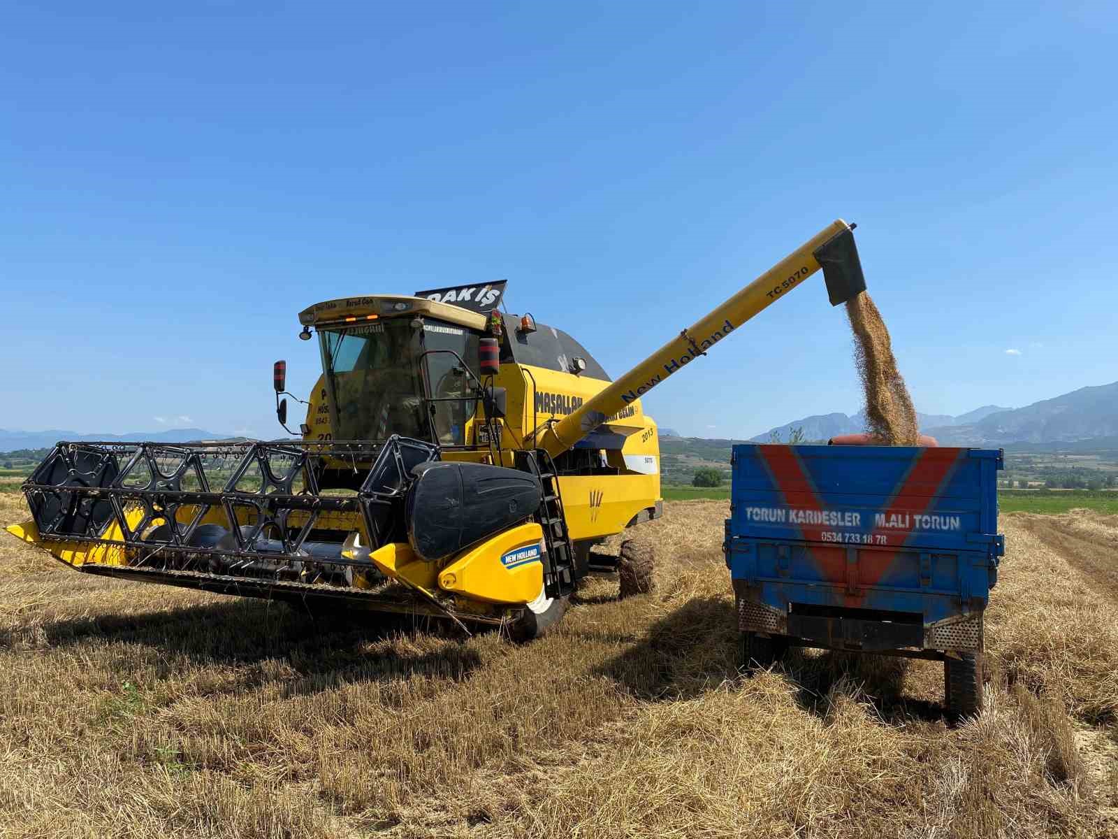 Osmaniye’de mevsim nedeniyle buğday hasadı geç başladı 