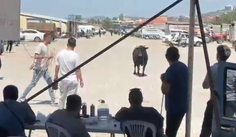 Kaçan kurbanlık ekipleri harekete geçirdi 