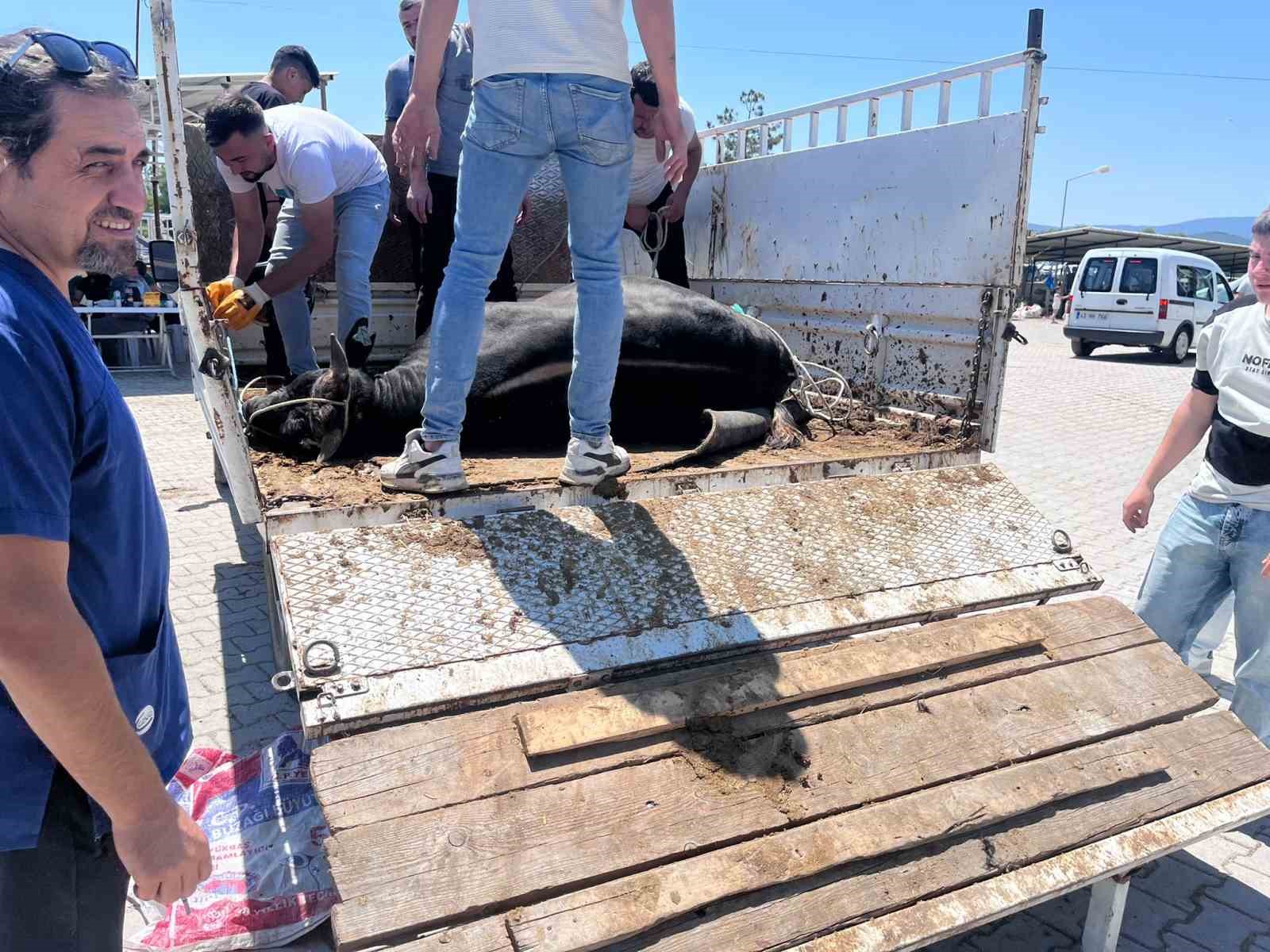 Kaçan kurbanlık ekipleri harekete geçirdi 