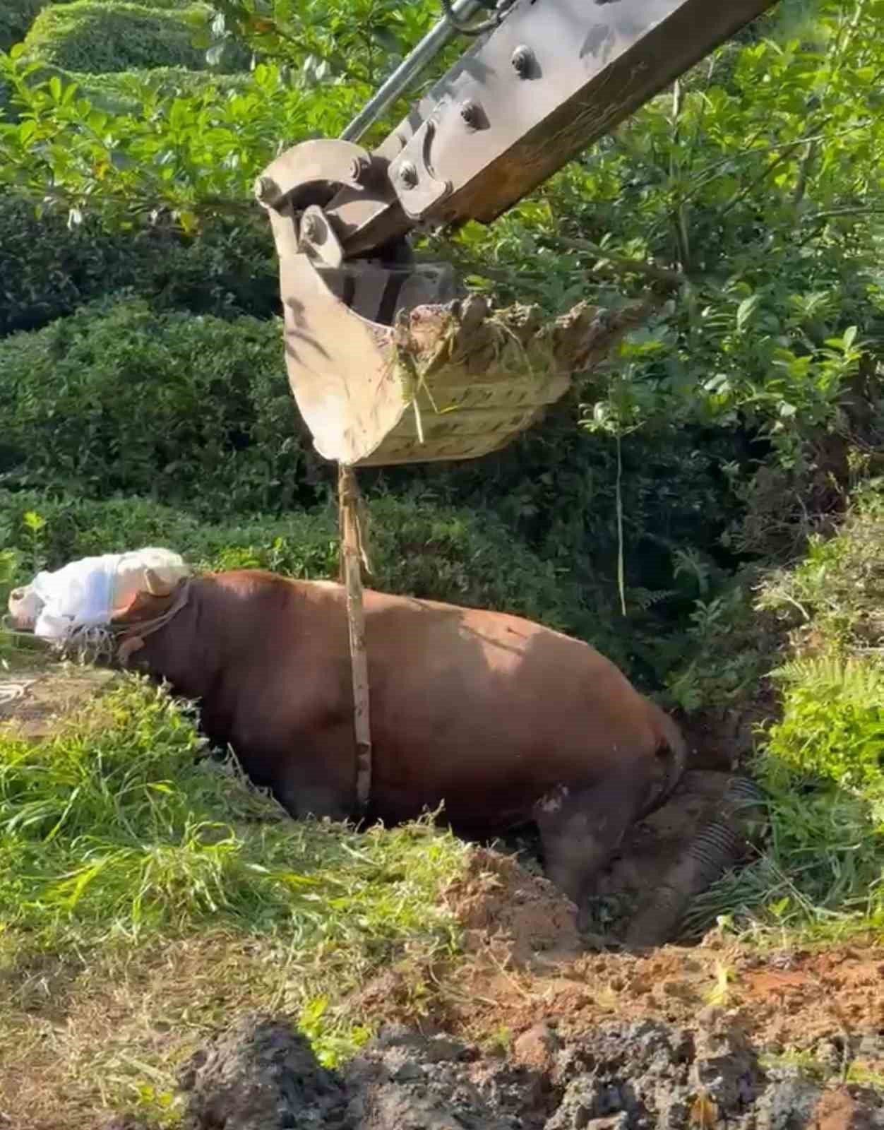 Rize’de bağını kopararak çukura düşen boğa iş makinesi ile çıkarıldı 