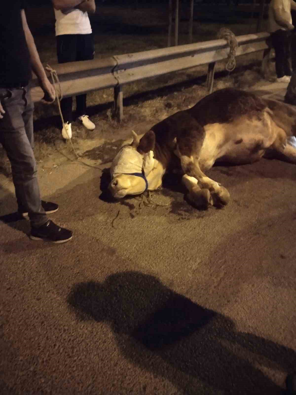 Ümraniye’de kamyonetten yola atlayan kurbanlık dananın ayağı kırıldı 