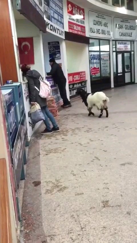 Kurban Bayramı’nda otogara giren inatçı keçi çekmeceden paraları alıp gitti 
