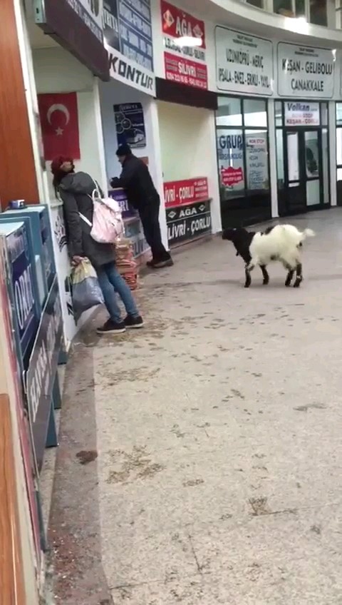 Kurban Bayramı’nda otogara giren inatçı keçi çekmeceden paraları alıp gitti 