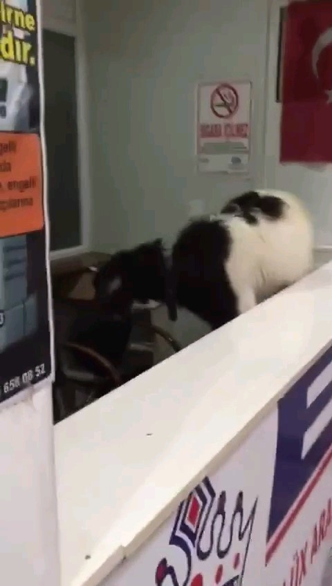 Kurban Bayramı’nda otogara giren inatçı keçi çekmeceden paraları alıp gitti 