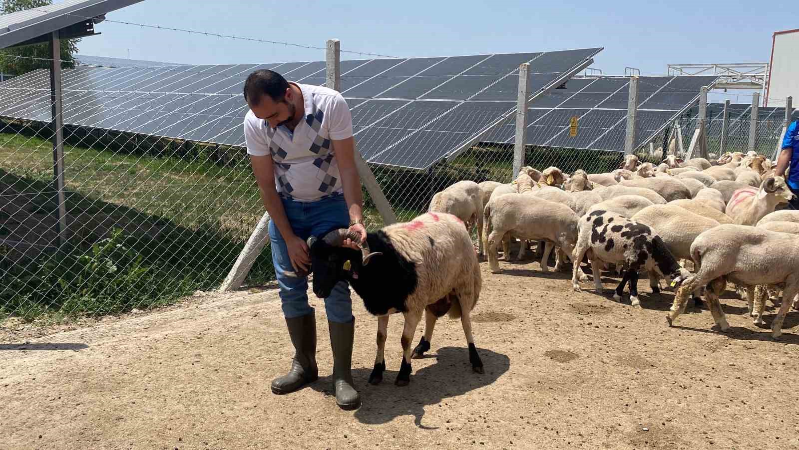 Cumhurbaşkanı Erdoğan’ın TDV’ye vekalet verdiği kurban Konya’da kesildi 