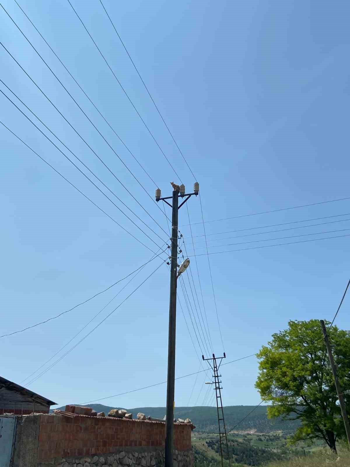 Elektrik direğinde mahsur kalan kedi kurtarıldı 