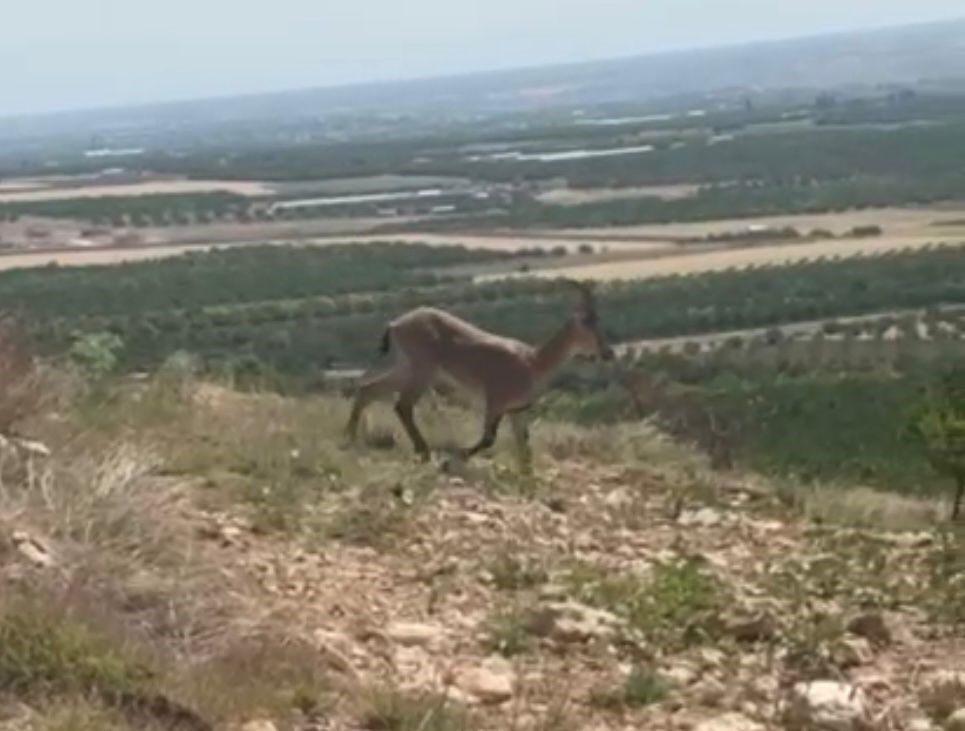 Malatya’da sürü halindeki yaban keçileri görüntülendi 
