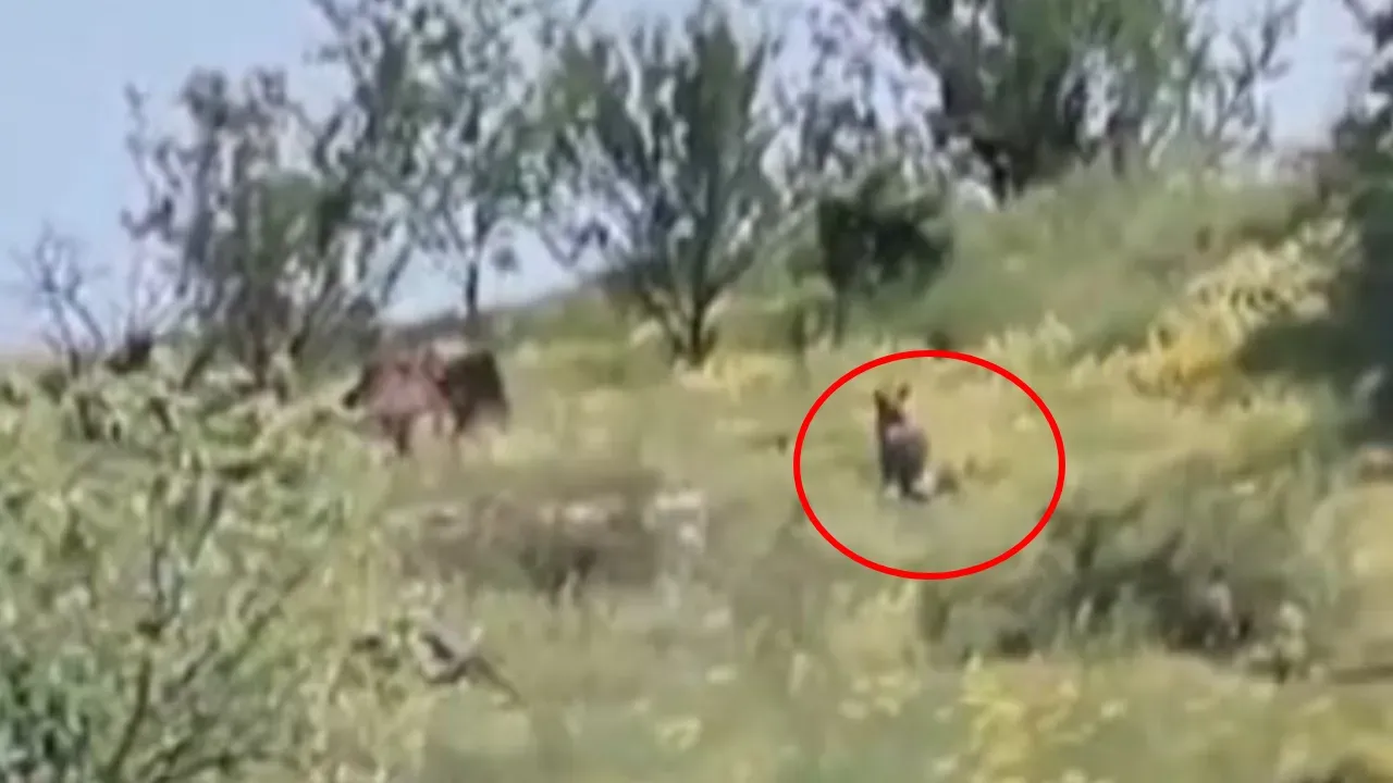 Kurban kokusunu alan kurt mahalleye indi