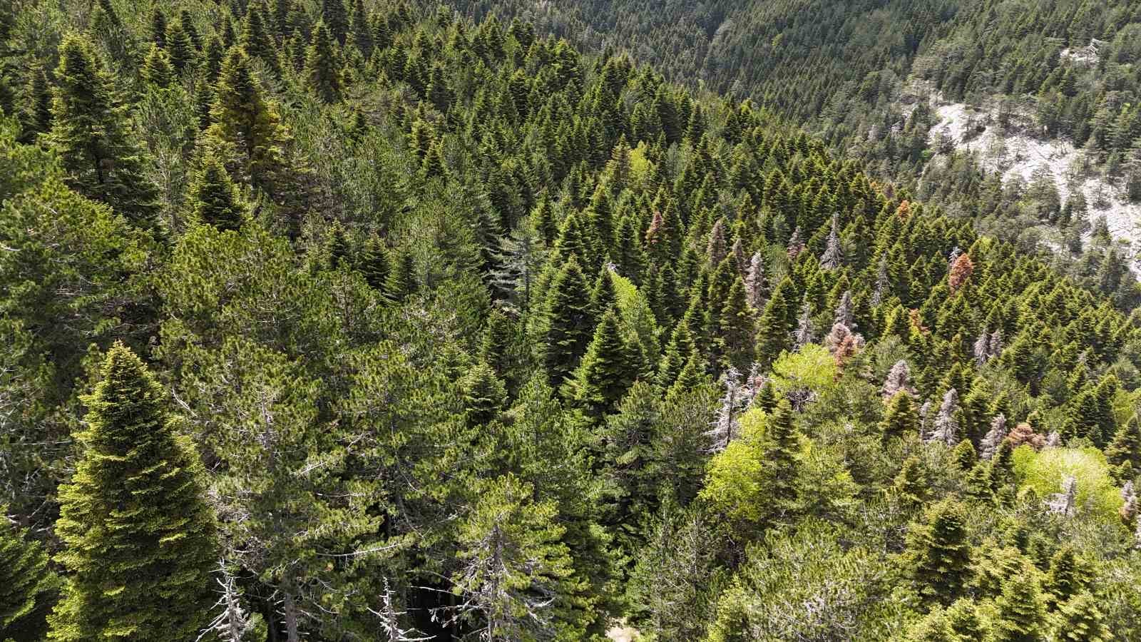 Tarihe yön veren ağaç: Kazdağı Göknarı 