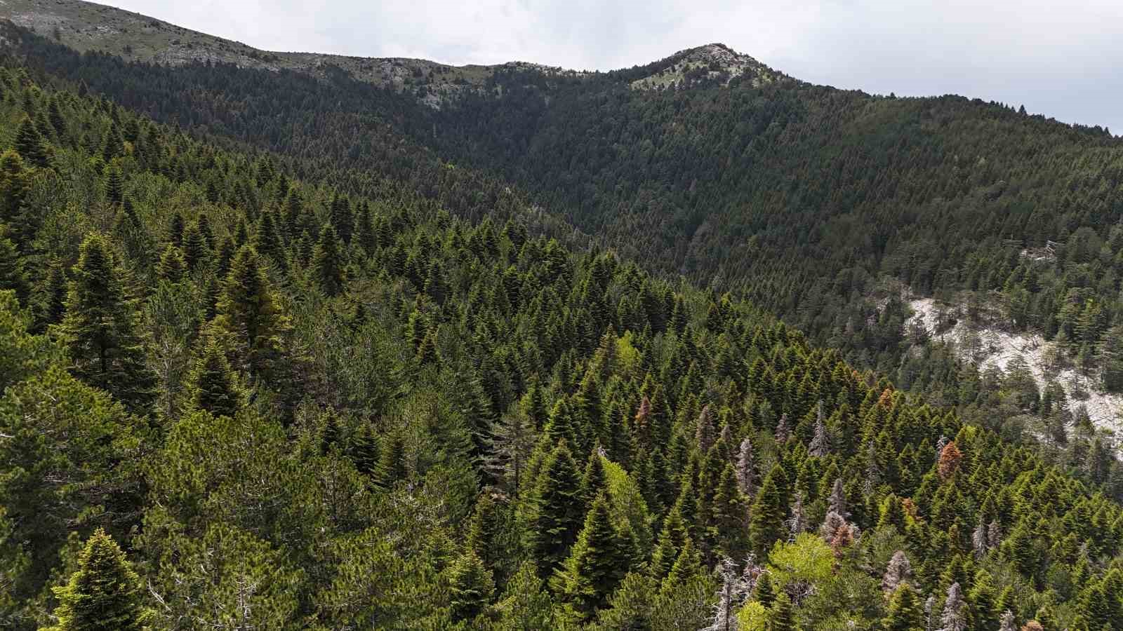 Tarihe yön veren ağaç: Kazdağı Göknarı 