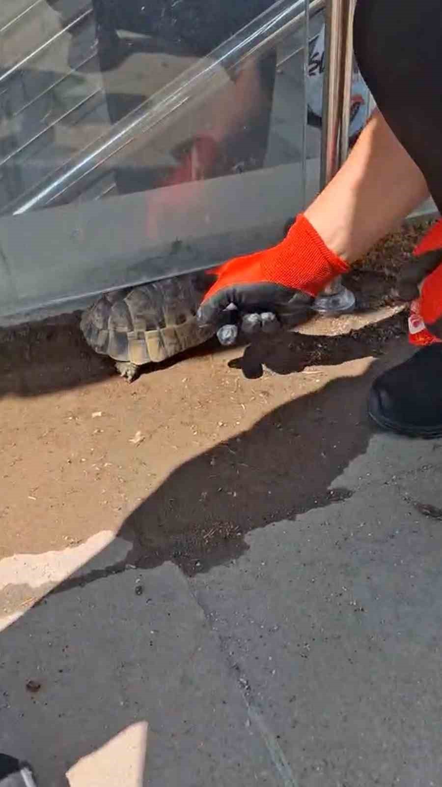 Yolunu şaşıran kaplumbağa için itfaiye seferber oldu.