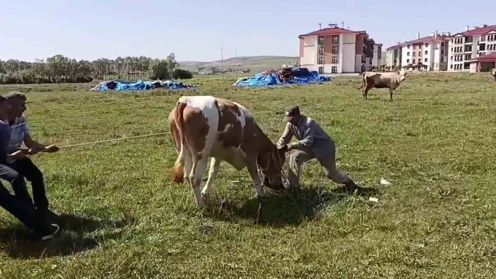 Kurbanlığın, sahibini terlettiği anlar cep telefonuyla anbean kaydedildi 