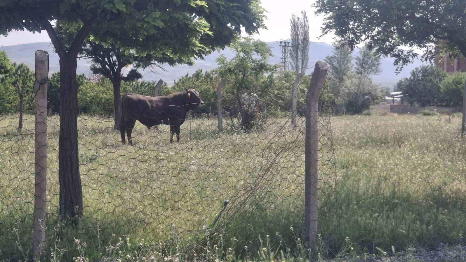 Kesimden kaçan tosun, uyuşturucu iğneyle sakinleştirildi 