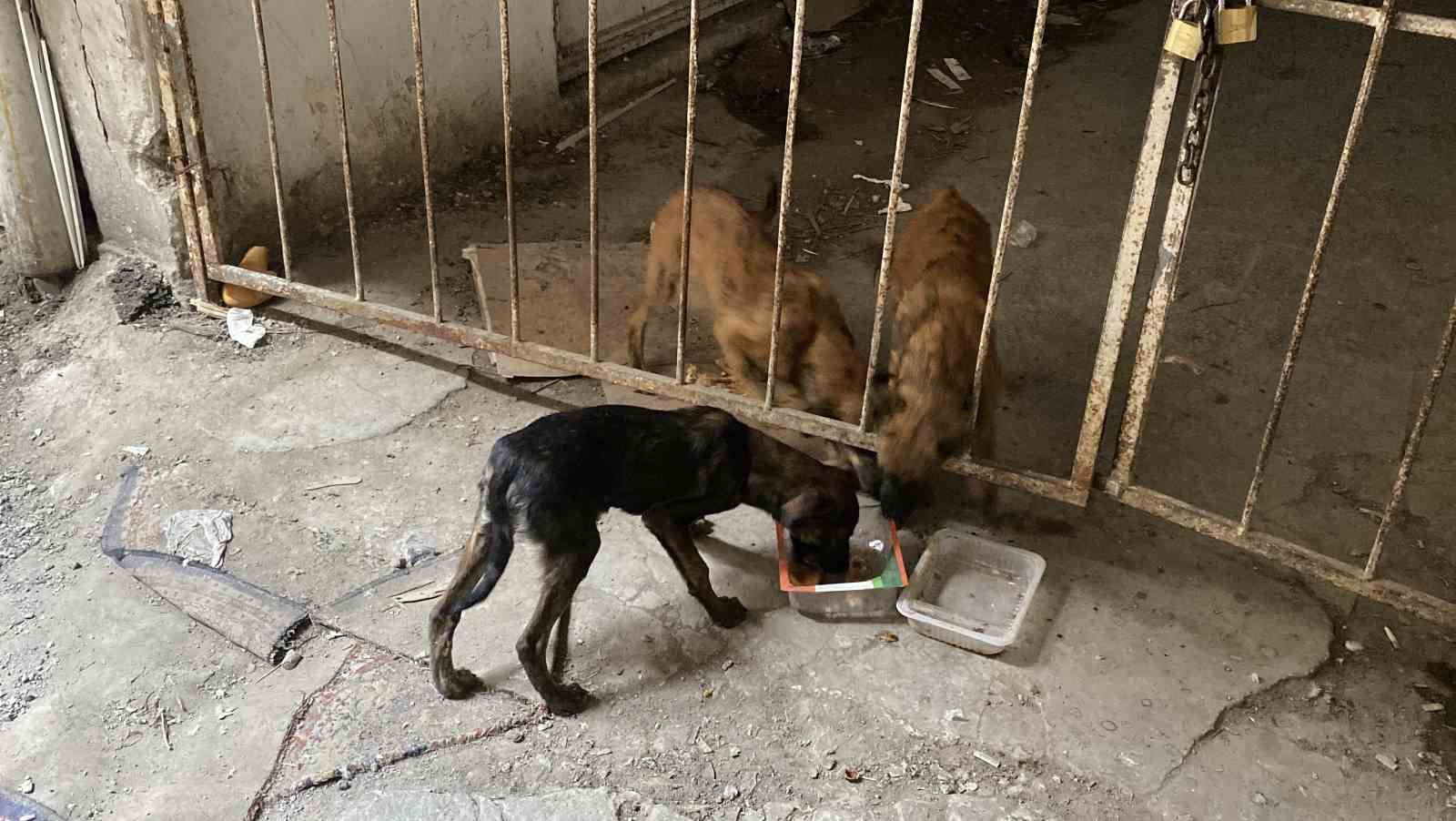 Yaklaşık 2 haftadır depoda mahsur kalan 6 köpek kurtarıldı 