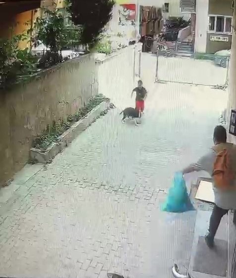 Ataşehir’de pitbull cinsi köpeğin çocuğa saldırdığı anlar kamerada 