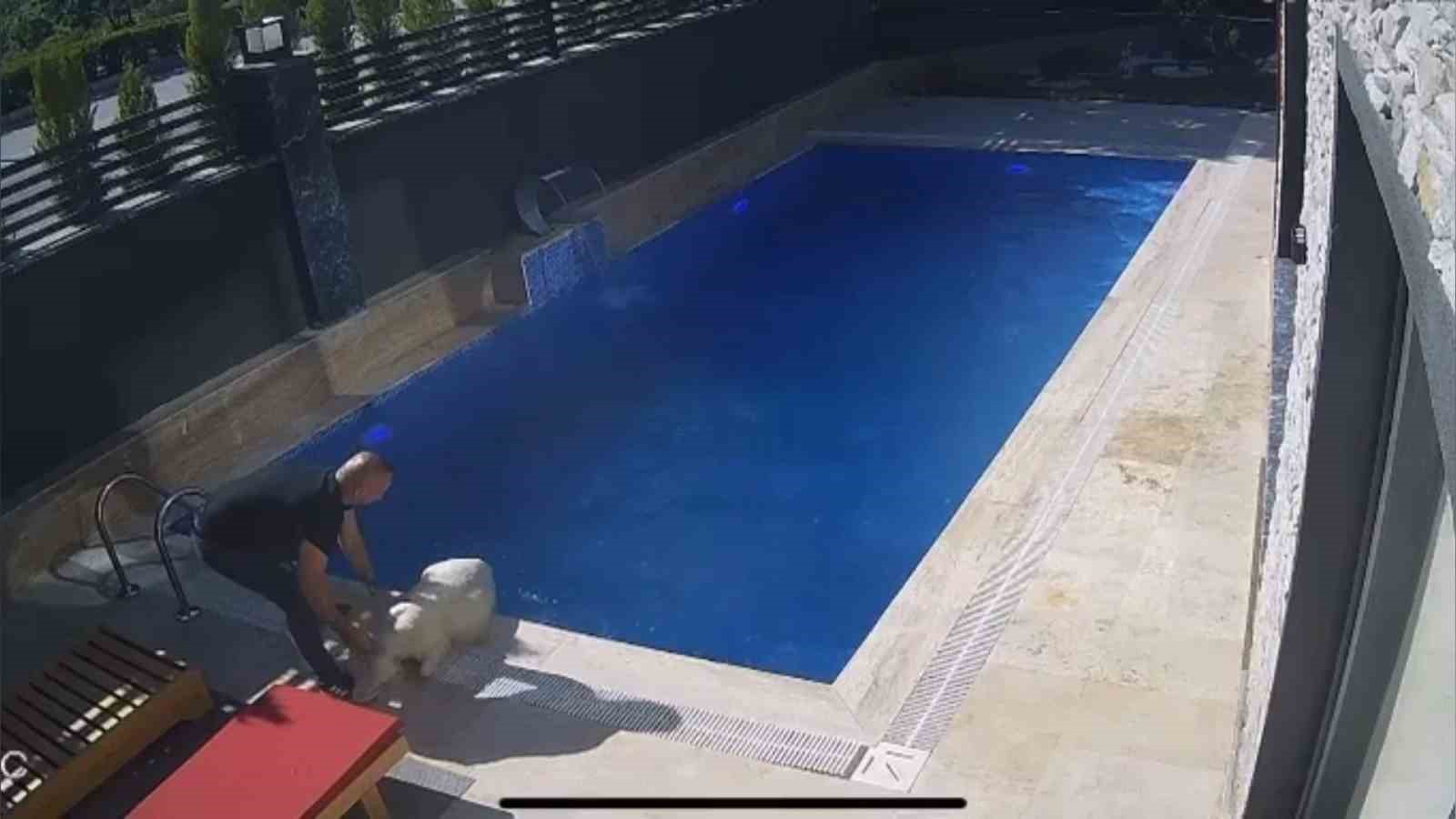Kurbanlık koç havuza atladı 