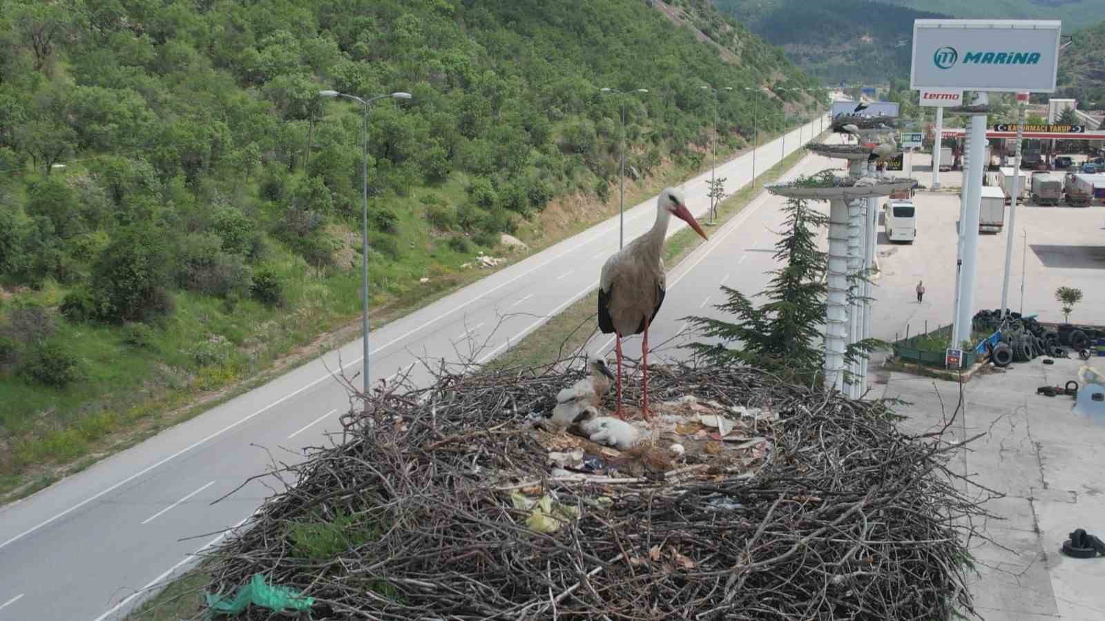 Leylek otelin yavruları dünyaya geldi 
