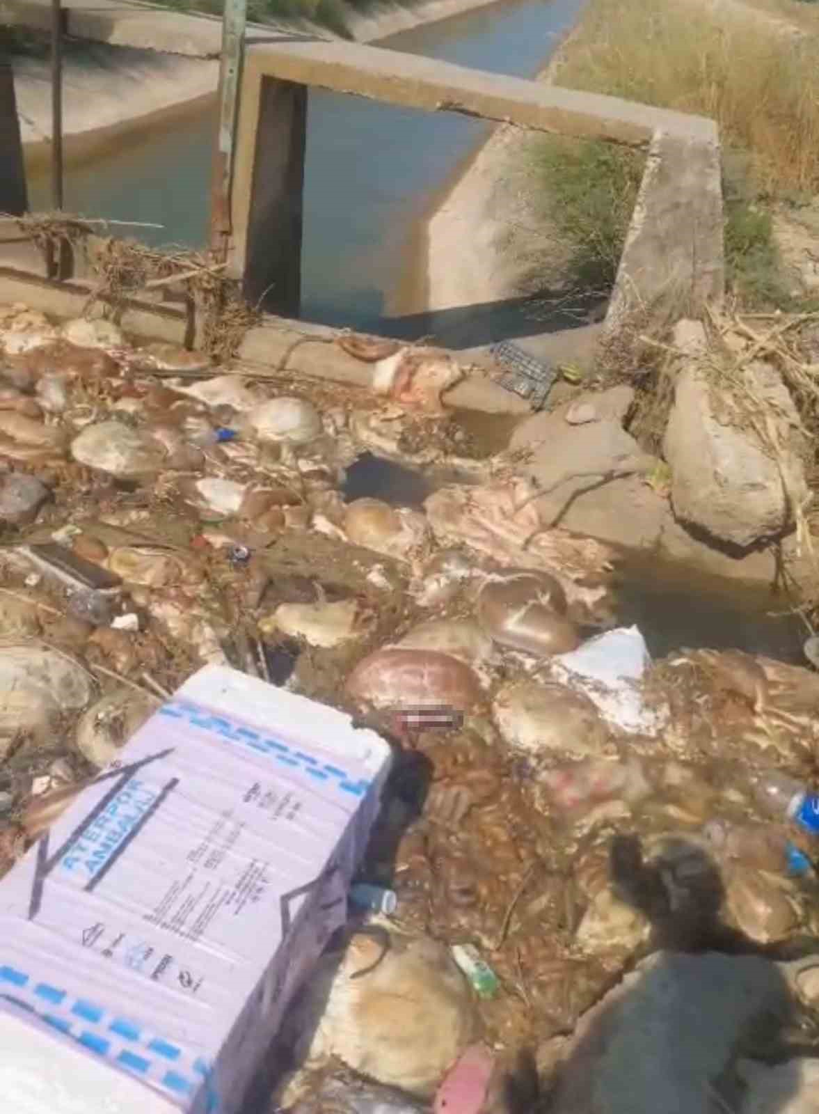 Adana’da sulama kanalları hayvan pislikleriyle doldu taştı 