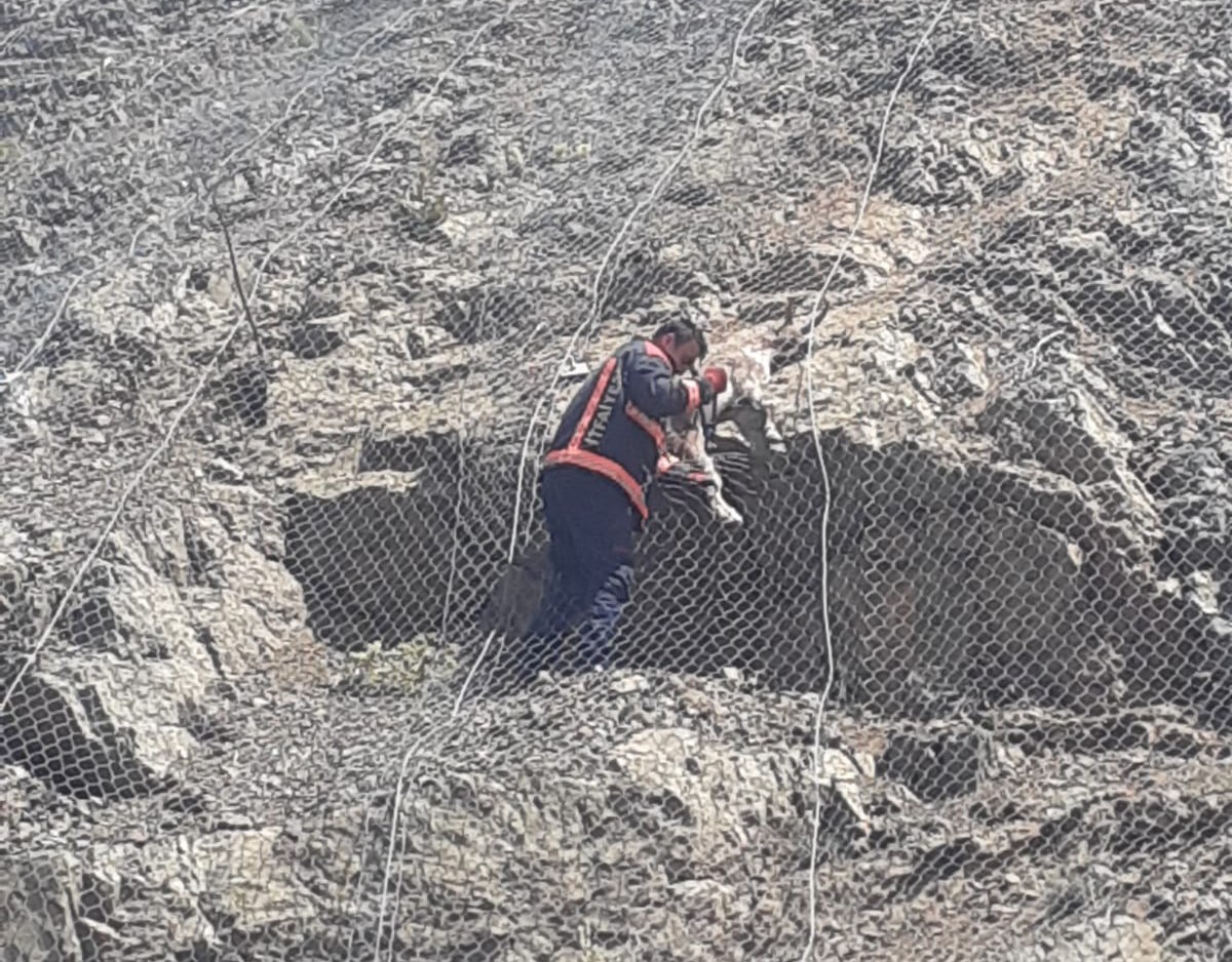 Malatya’da ağa takılan 2 yaban keçisi kurtarıldı 