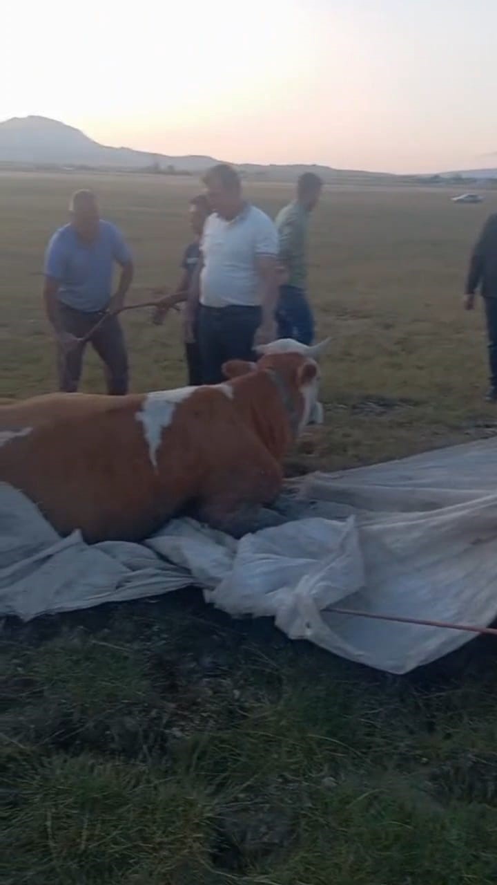 Arin Gölü’nde çamura saplanan inek kurtarıldı 