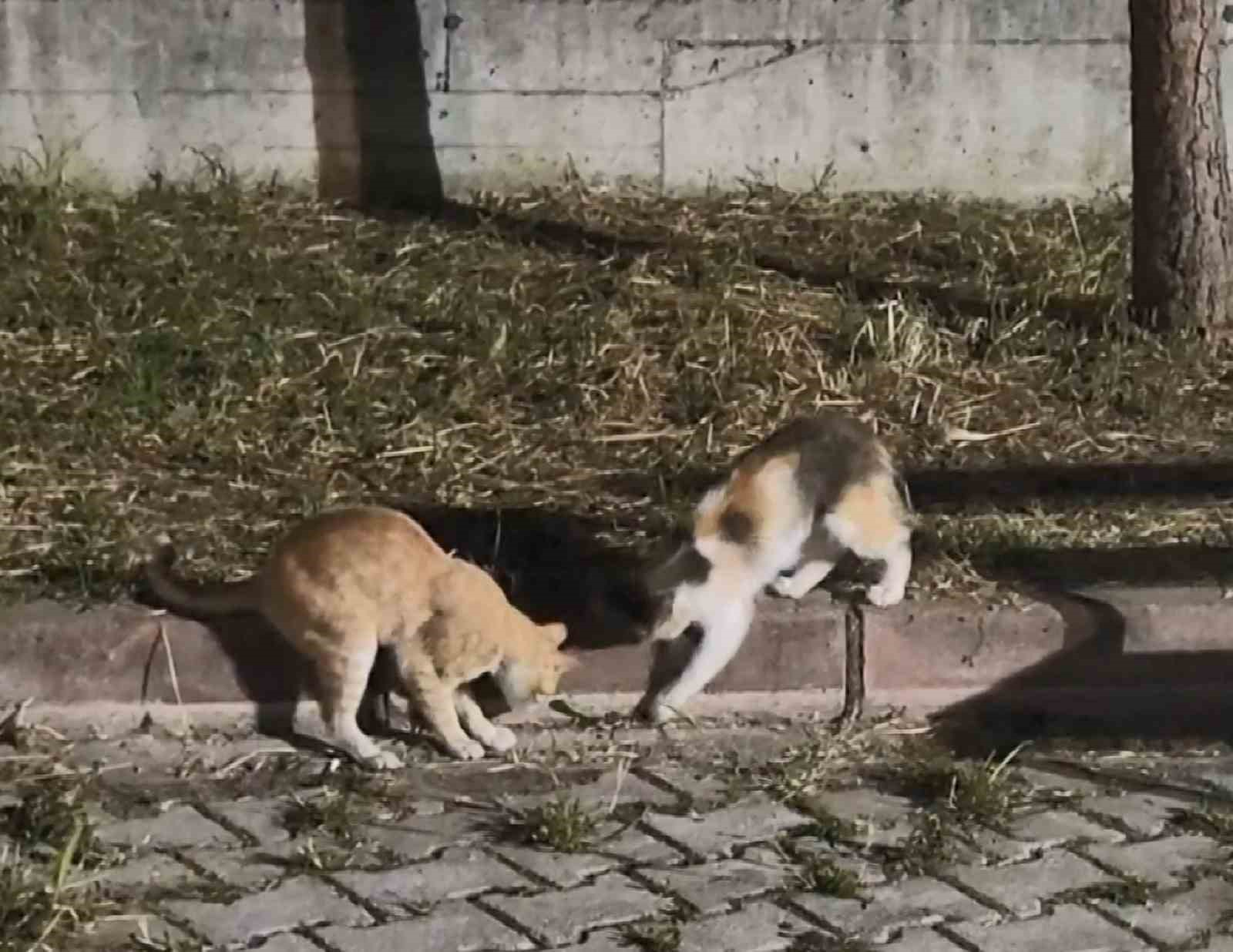 Kedilerin çıyanla tehlikeli oyunu 