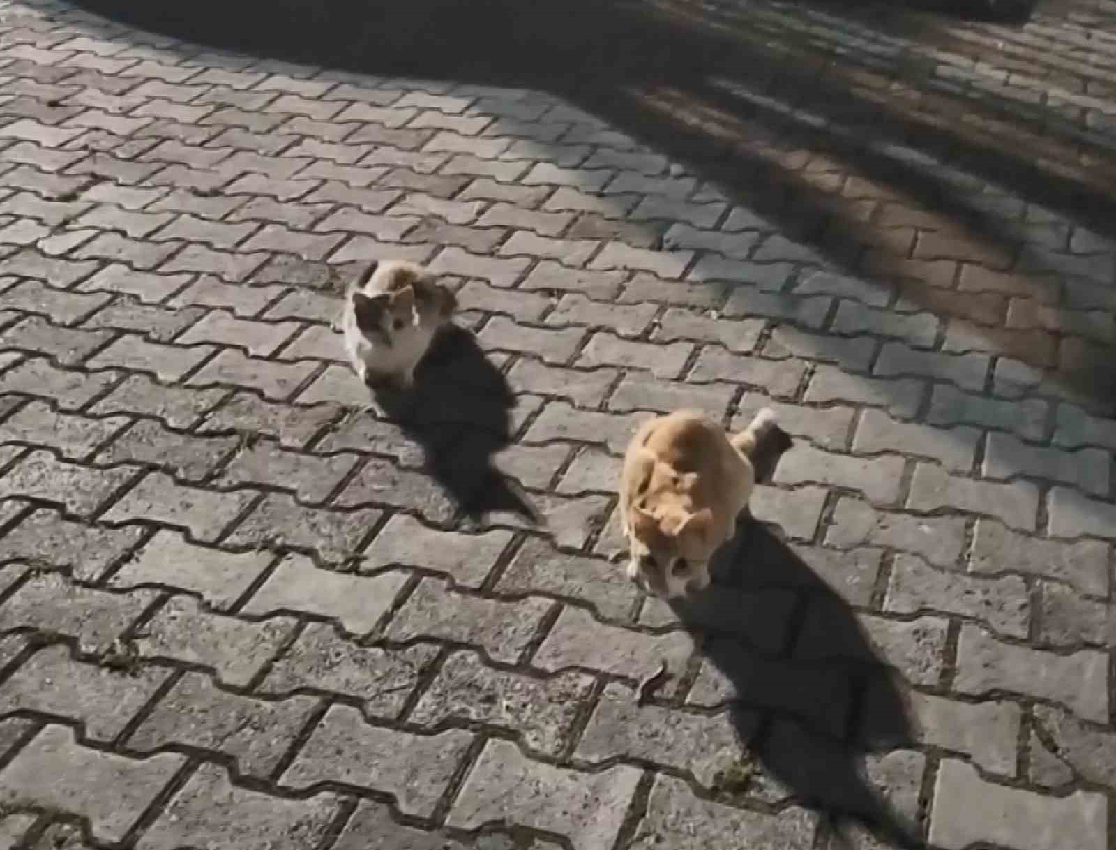 Kedilerin çıyanla tehlikeli oyunu 