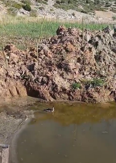 Isparta’da yaralı bulunan bahri kuşu tedavisinin ardından doğaya salındı 