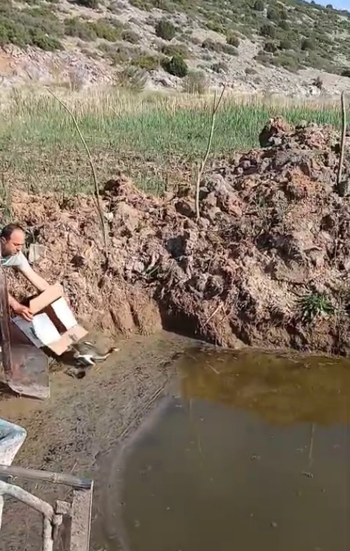 Isparta’da yaralı bulunan bahri kuşu tedavisinin ardından doğaya salındı 