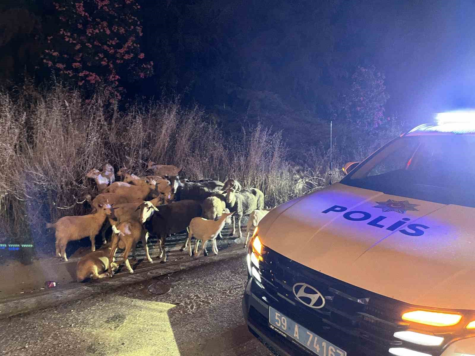 Çorlu’da çiftlikten kaçan 20 keçiyi polis buldu 