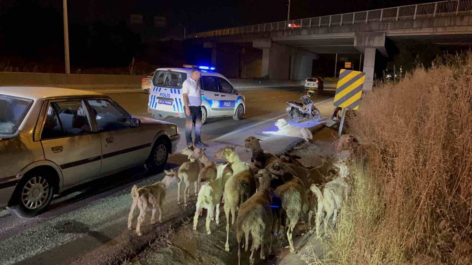 Çorlu’da çiftlikten kaçan 20 keçiyi polis buldu 