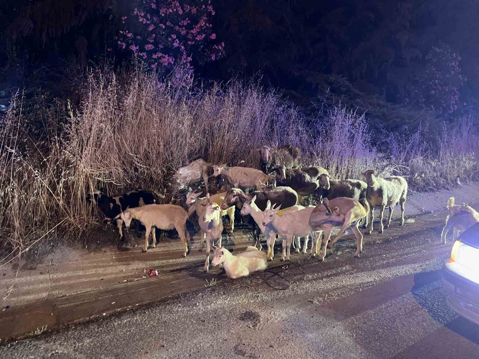 Çorlu’da çiftlikten kaçan 20 keçiyi polis buldu 