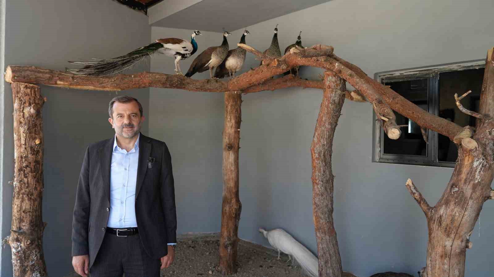 Gürsu’ya butik hayvanat bahçesi 