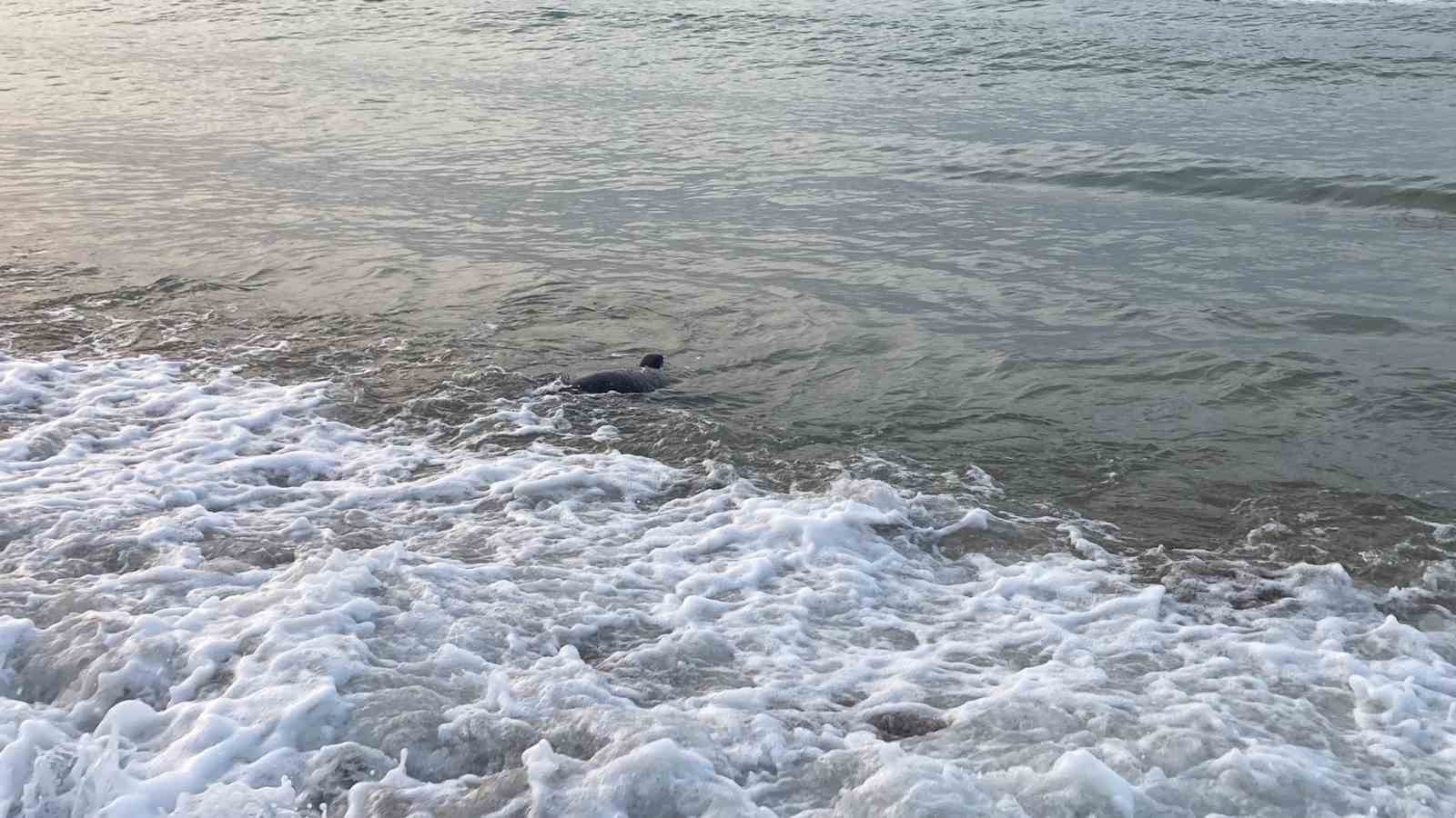 Mersin’de köpekbalığı tedirginliği 