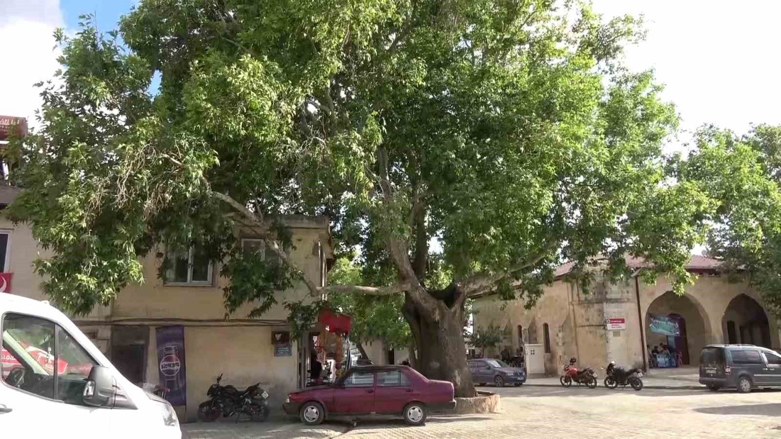 ‘Anıt ağaç’ olarak tescillenen 600 yıllık çınar Tut ilçesinin simgesi 