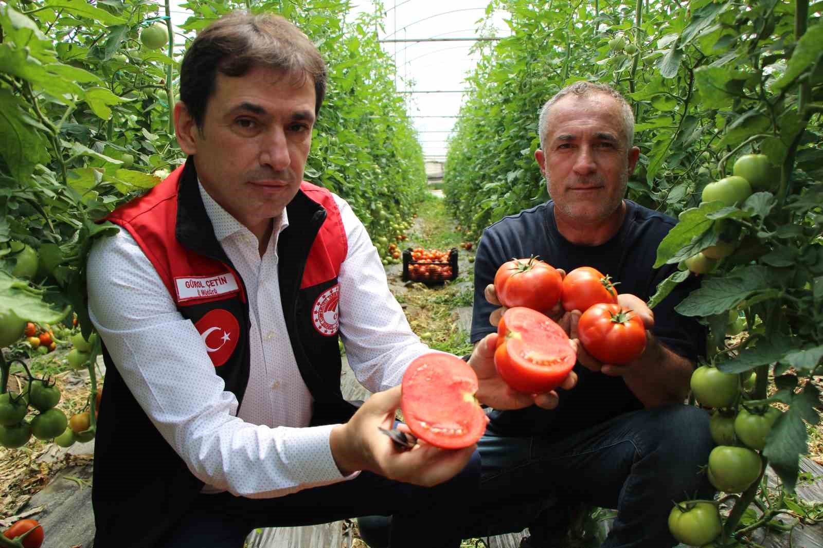 ‘Küçük Antalya’ Amasya’da domates hasadı başladı 