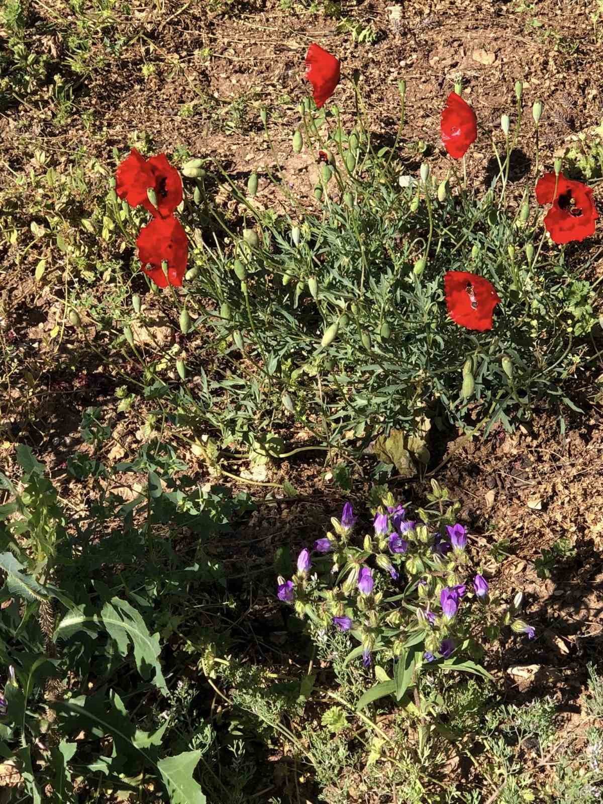 Arapgir kırsalında renk cümbüşü 