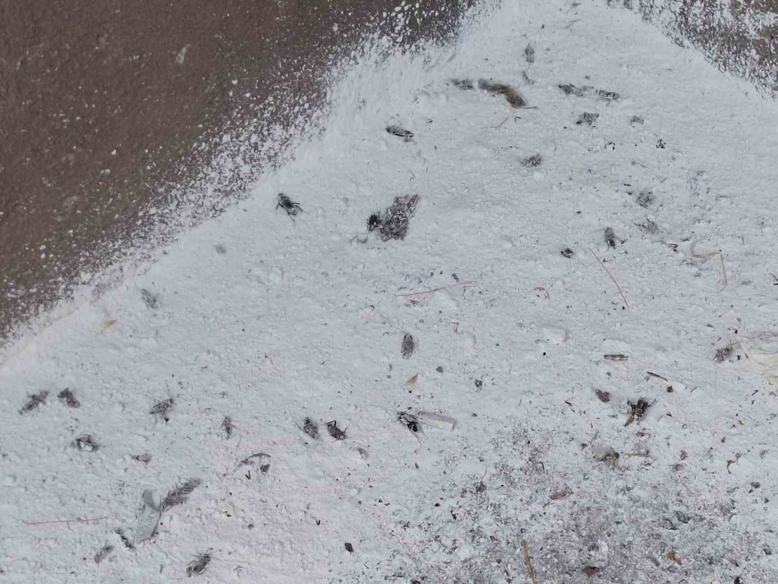 Mahalleyi böcekler bastı, vatandaşlar tedirgin oldu 