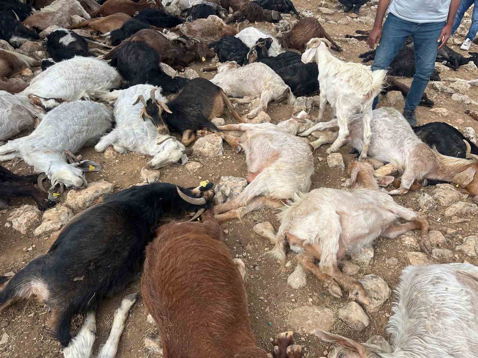 Şırnak’ta yıldırım isabet eden 95 küçükbaş hayvan telef oldu 