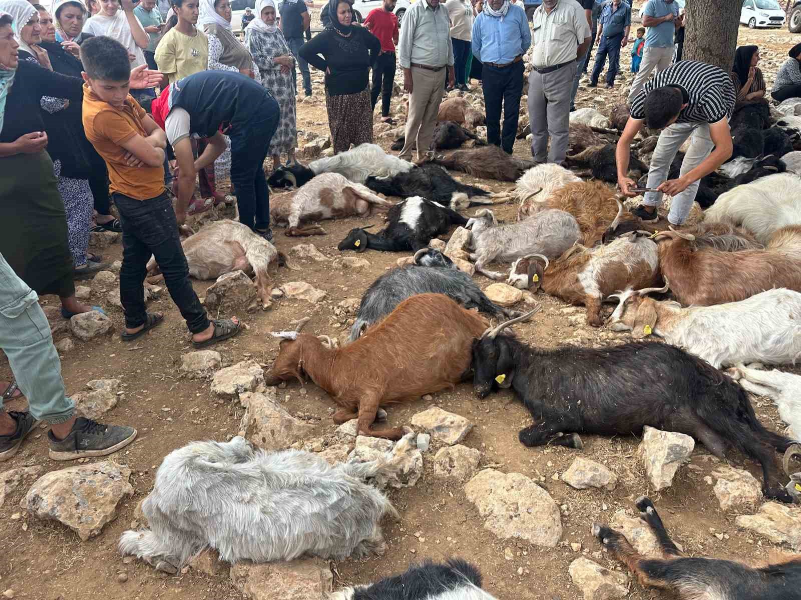 Şırnak’ta yıldırım isabet eden 95 küçükbaş hayvan telef oldu 