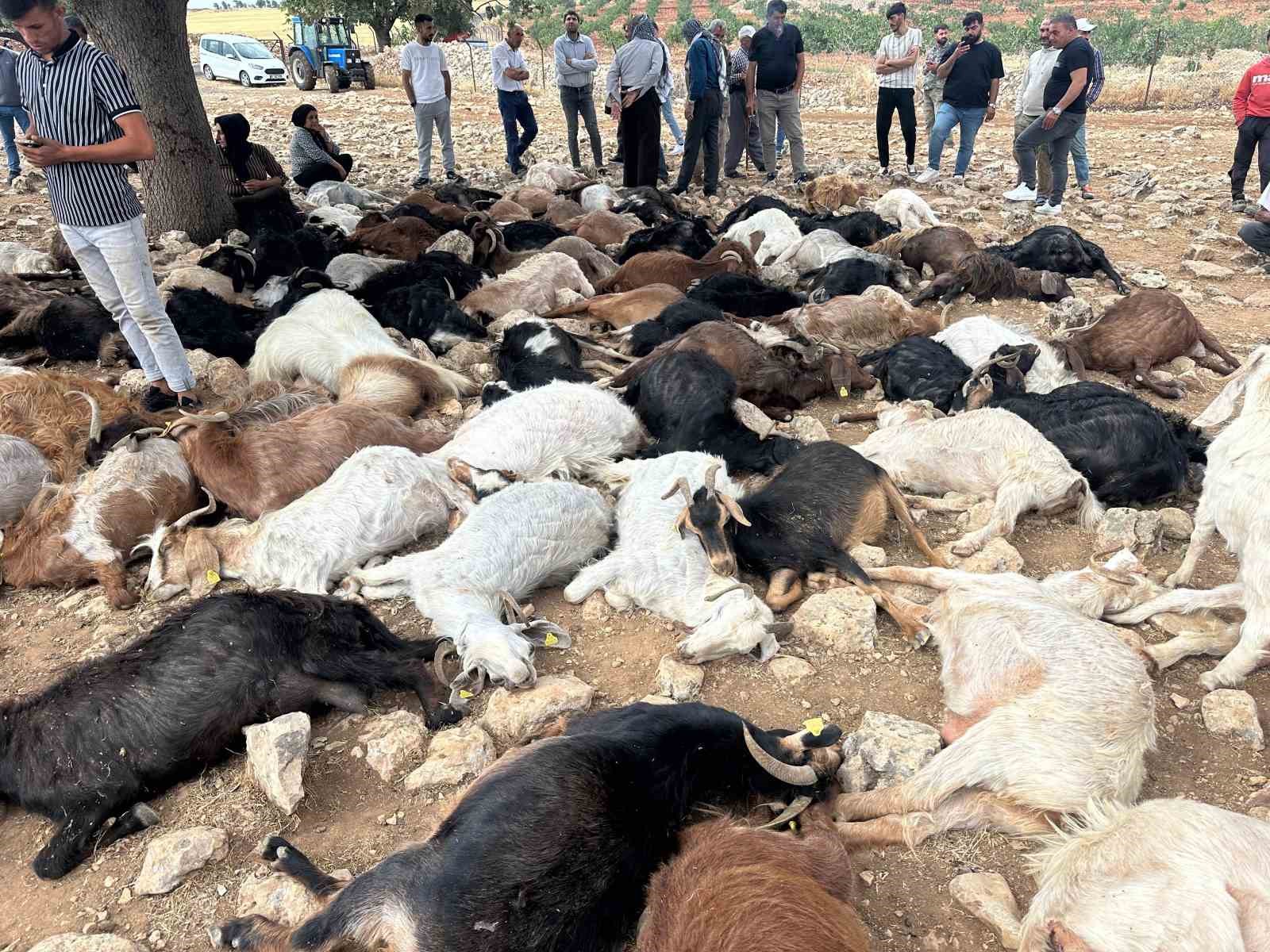 Şırnak’ta yıldırım isabet eden 95 küçükbaş hayvan telef oldu 