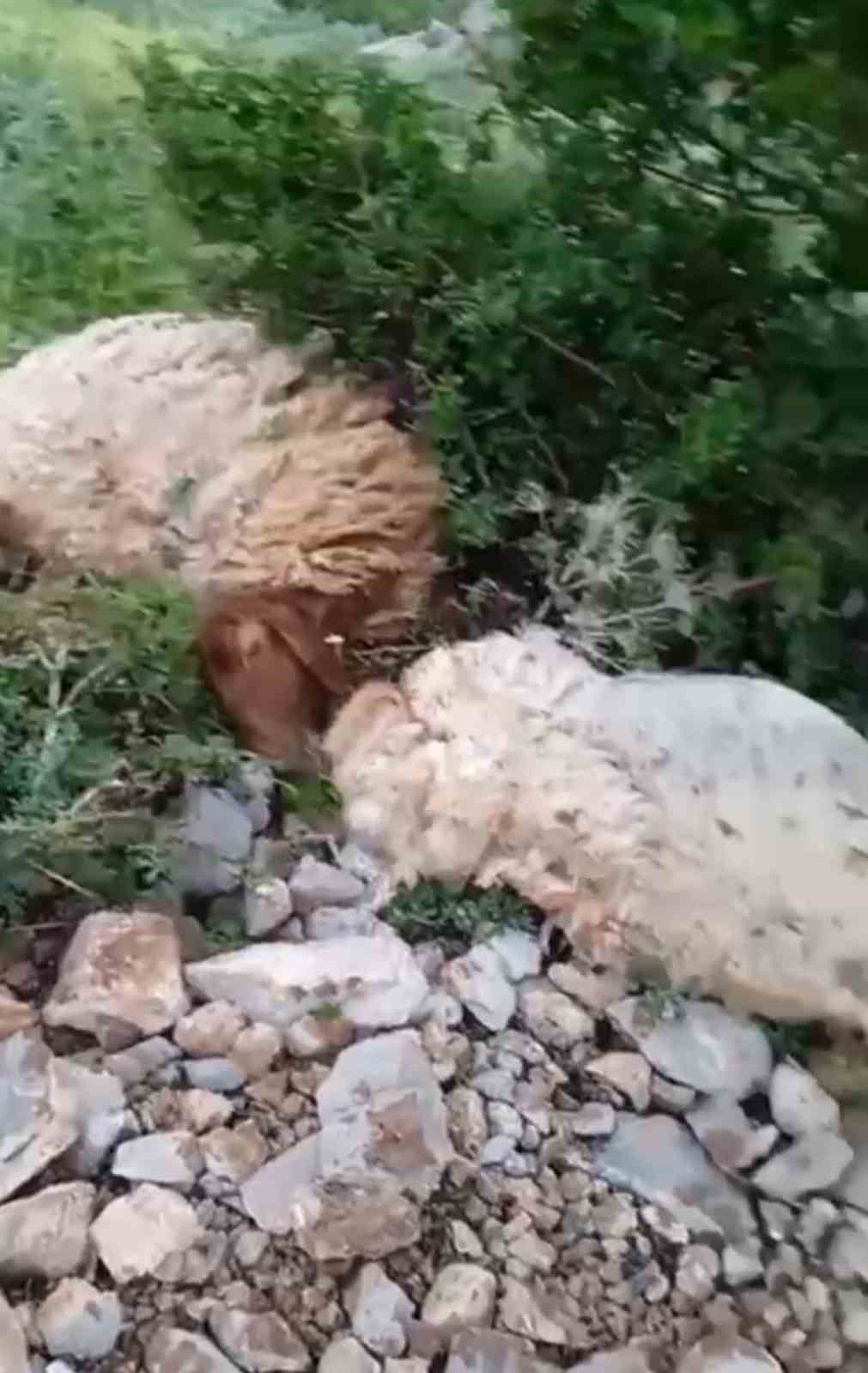 Yüksekova’da sürünün üzerine yıldırım düştü: 8 koyun telef oldu, çoban yaralandı 