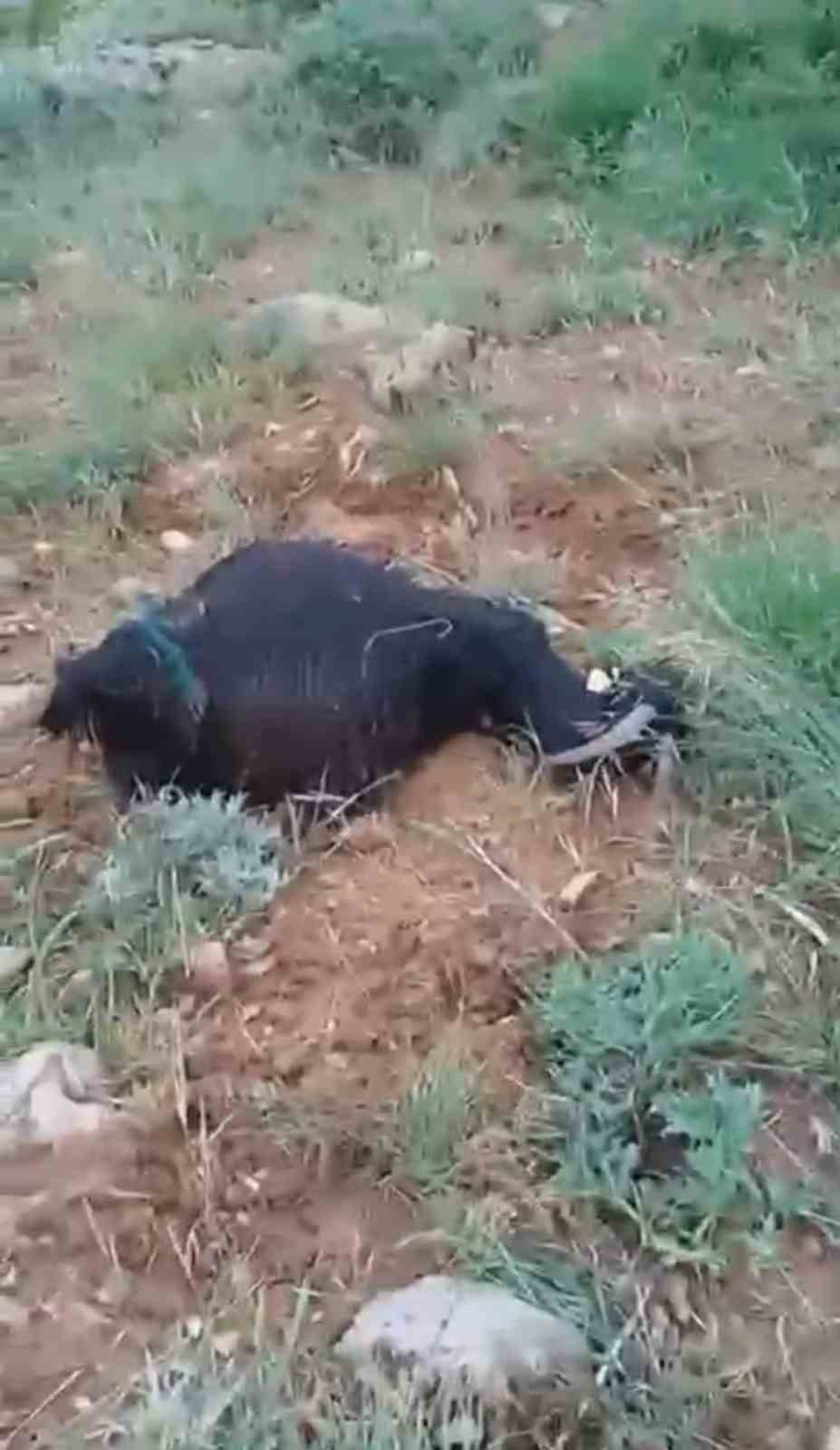 Yüksekova’da sürünün üzerine yıldırım düştü: 8 koyun telef oldu, çoban yaralandı 