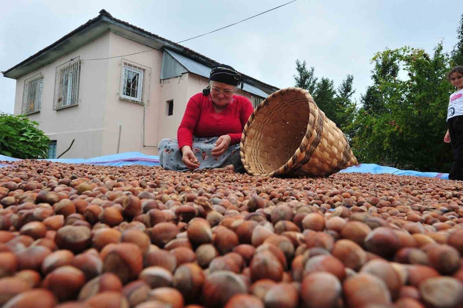 AB ülkelerine 12 bin 851 ton fındık gönderildi