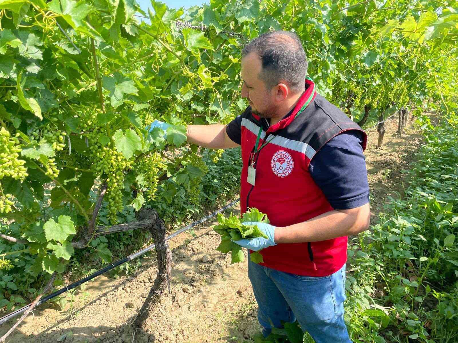 Hasat öncesi pestisit denetimi 