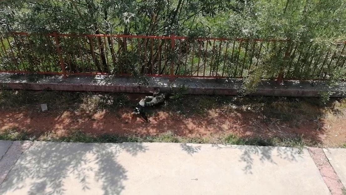 Karganın tehlikeli oyunu, çizgi film sahnelerini aratmadı 