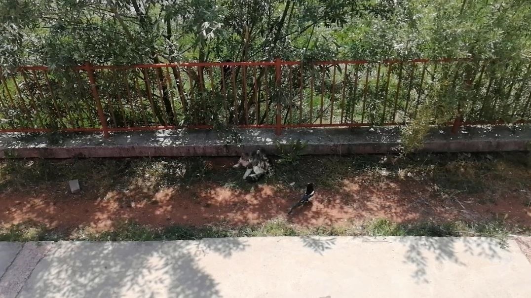 Karganın tehlikeli oyunu, çizgi film sahnelerini aratmadı 