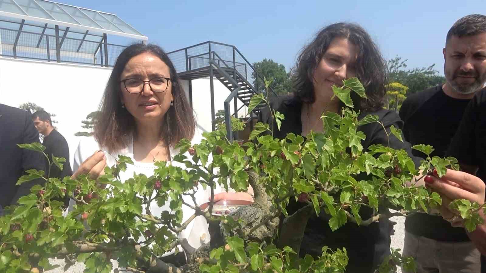 Yalova Bonsai Müzesi’nde dut hasadı 