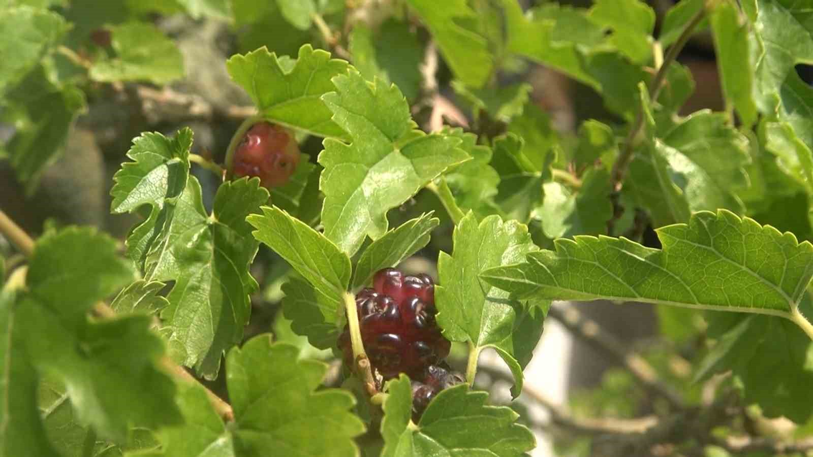 Yalova Bonsai Müzesi’nde dut hasadı 