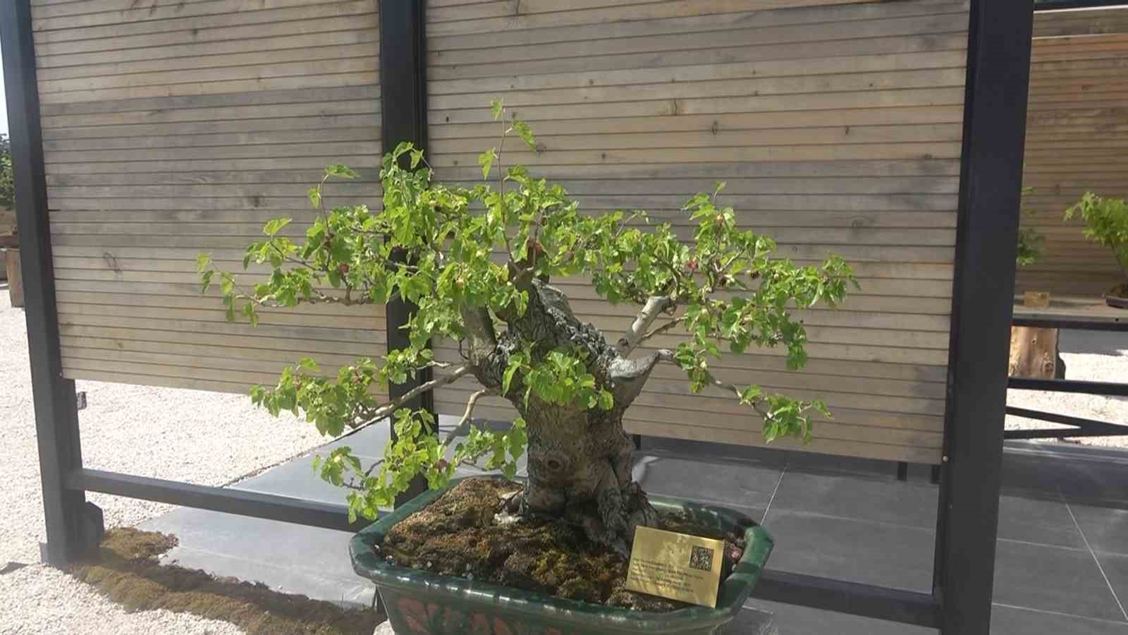 Yalova Bonsai Müzesi’nde dut hasadı 